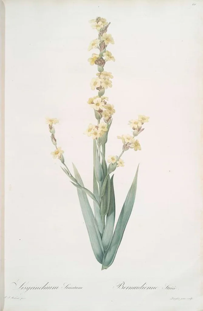 An illustration from Les liliacées, 1805, leaf 69