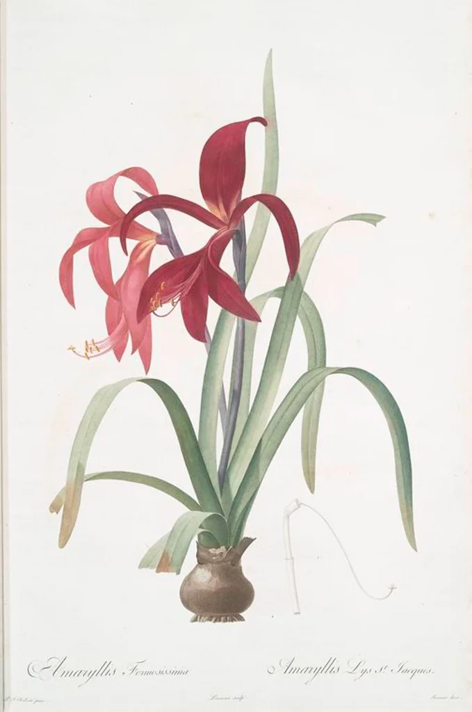 An illustration from Les liliacées, 1805, leaf 7