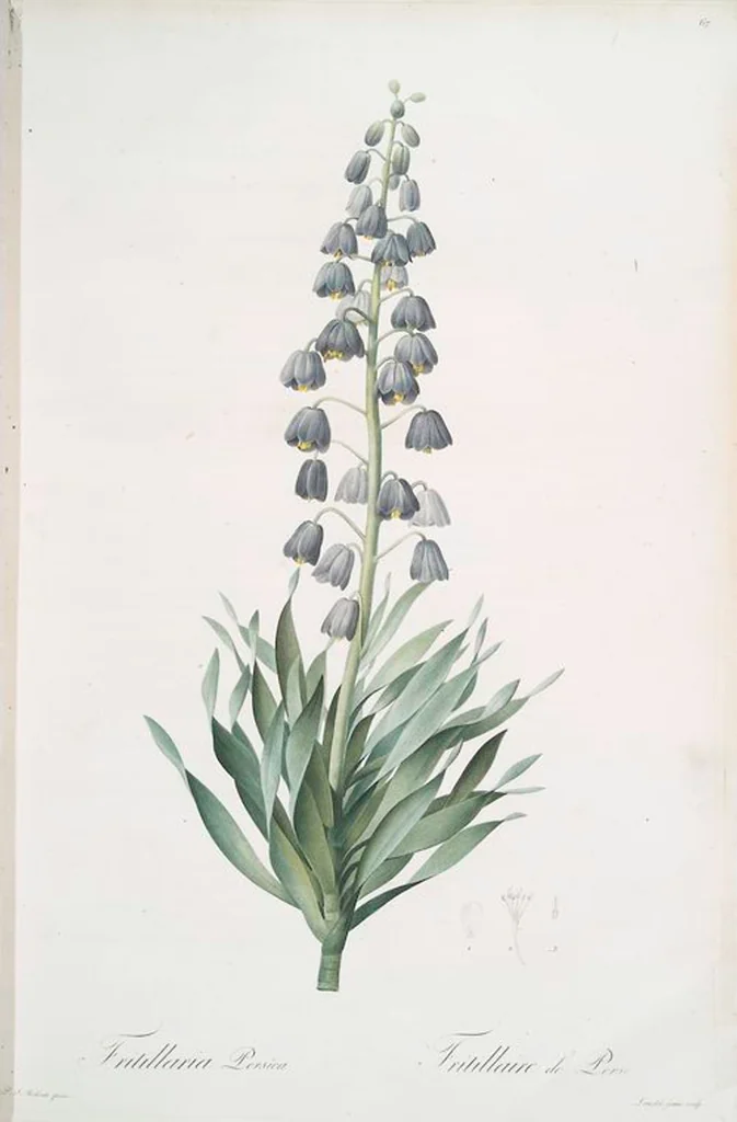 An illustration from Les liliacées, 1805, leaf 70