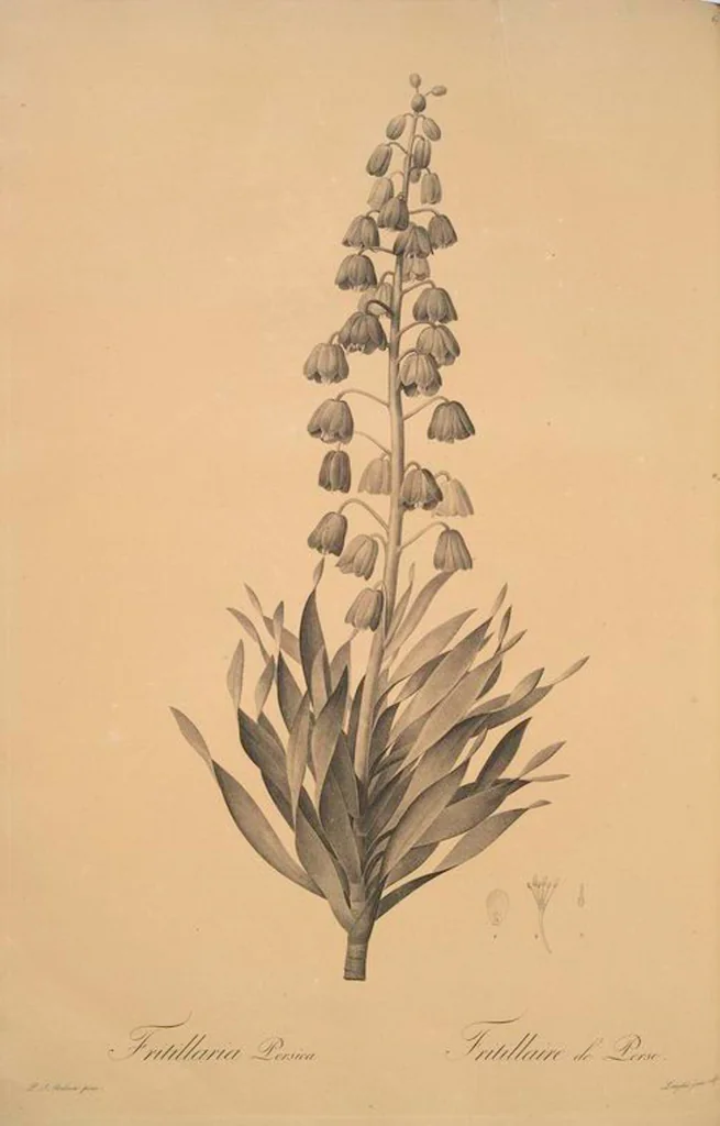 An illustration from Les liliacées, 1805, leaf 70
