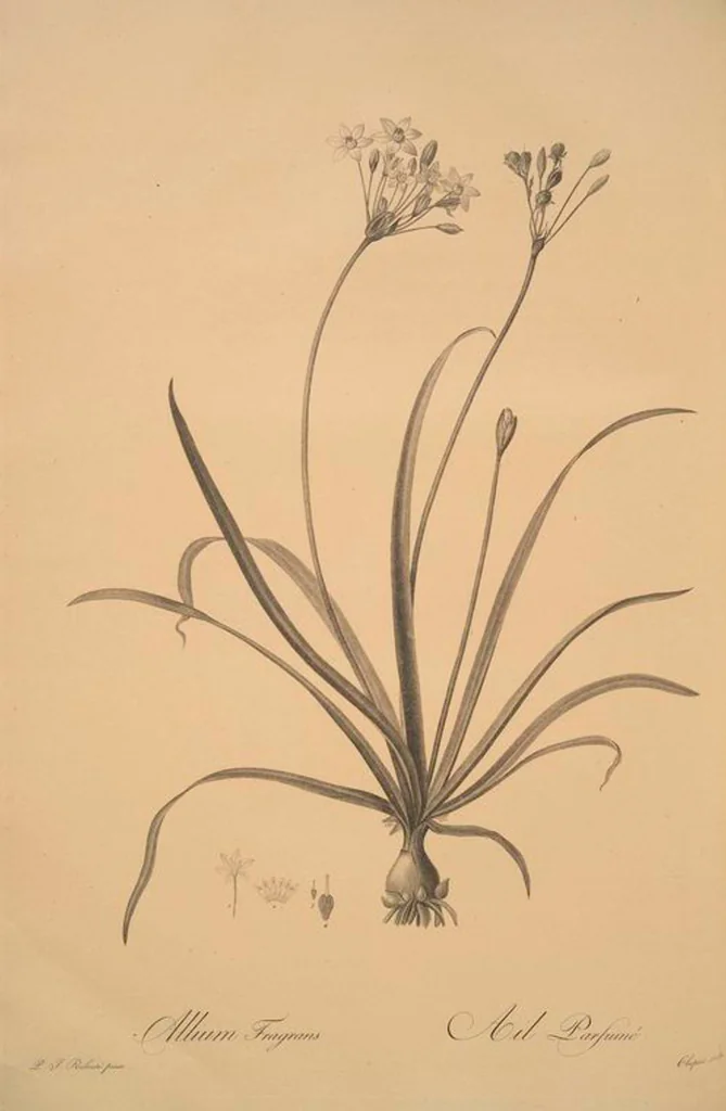 An illustration from Les liliacées, 1805, leaf 71