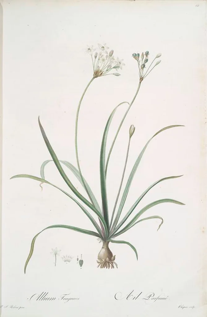 An illustration from Les liliacées, 1805, leaf 71