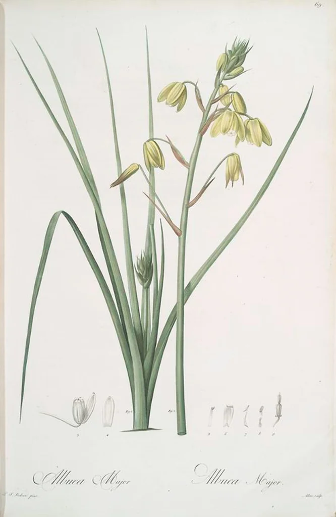 An illustration from Les liliacées, 1805, leaf 72