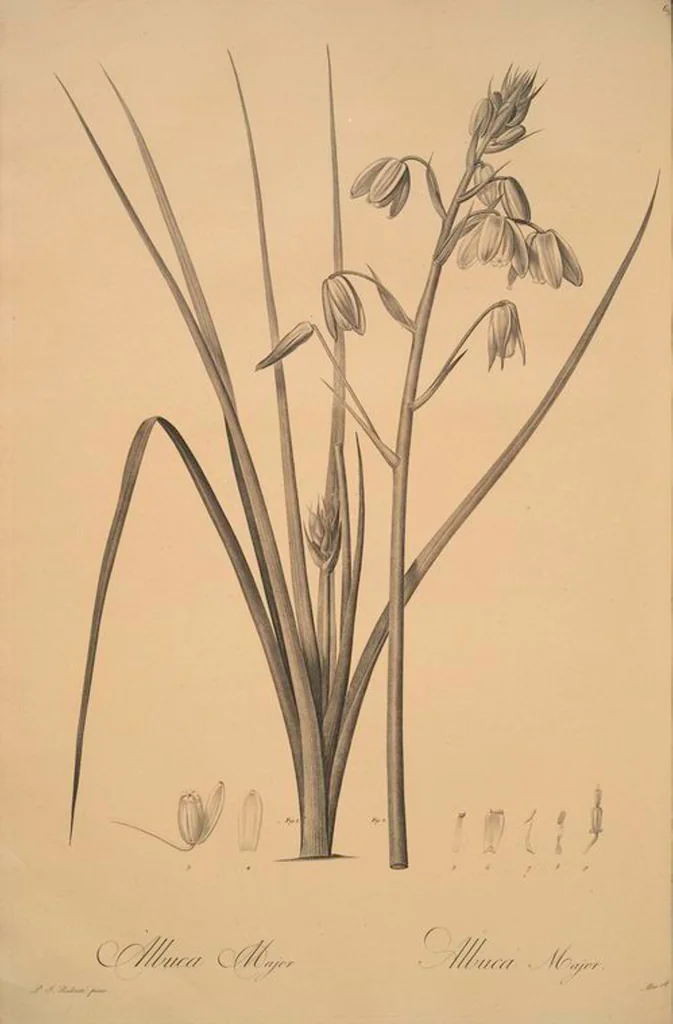 An illustration from Les liliacées, 1805, leaf 72
