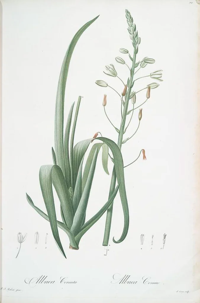 An illustration from Les liliacées, 1805, leaf 73