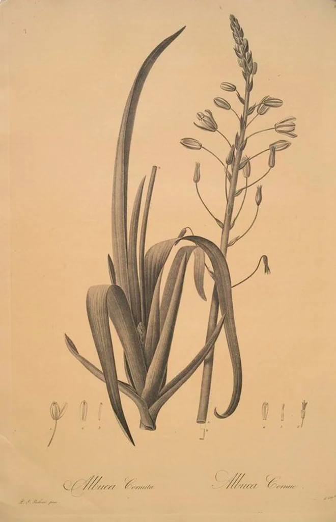 An illustration from Les liliacées, 1805, leaf 73