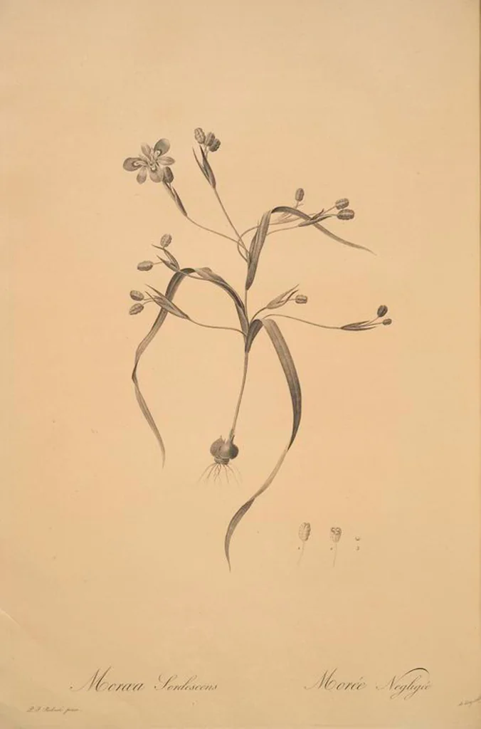 An illustration from Les liliacées, 1805, leaf 74