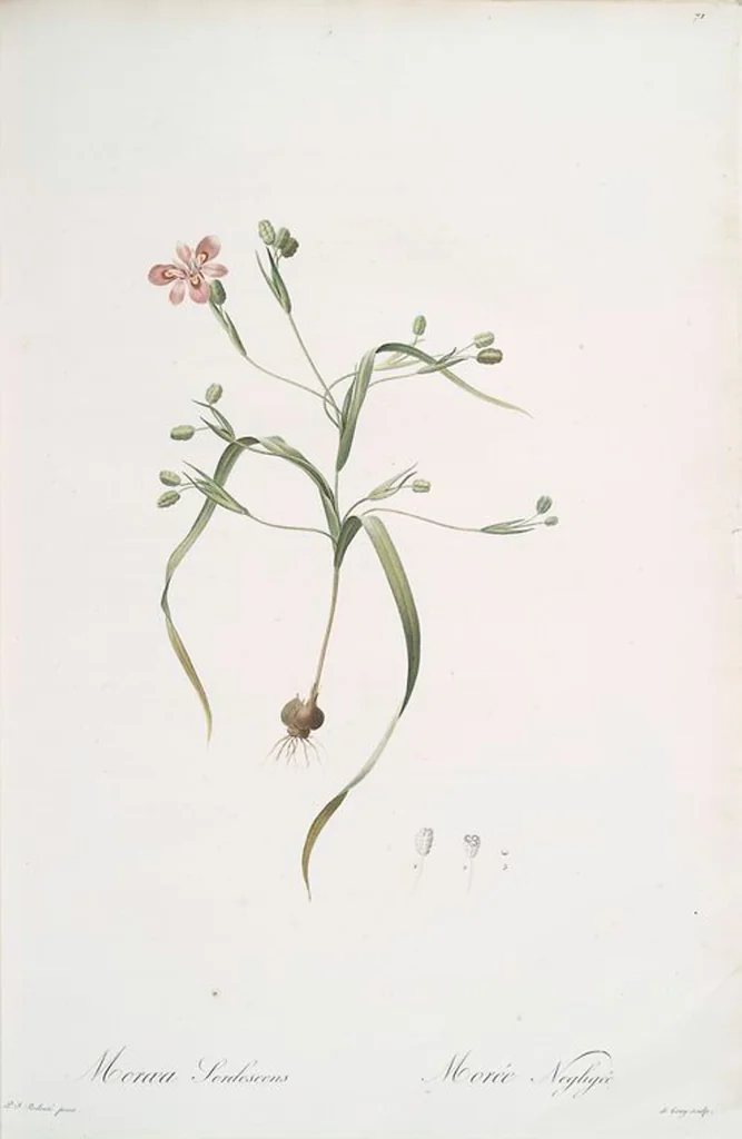 An illustration from Les liliacées, 1805, leaf 74