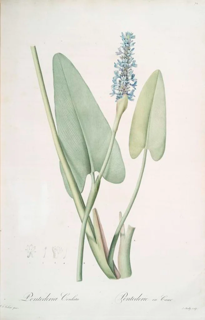 An illustration from Les liliacées, 1805, leaf 75