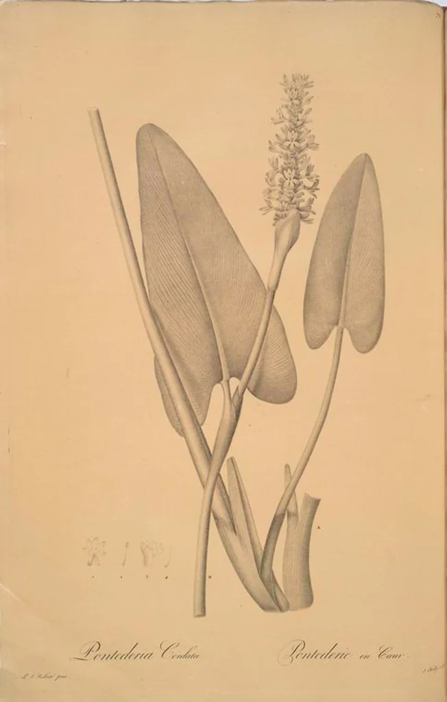 An illustration from Les liliacées, 1805, leaf 75