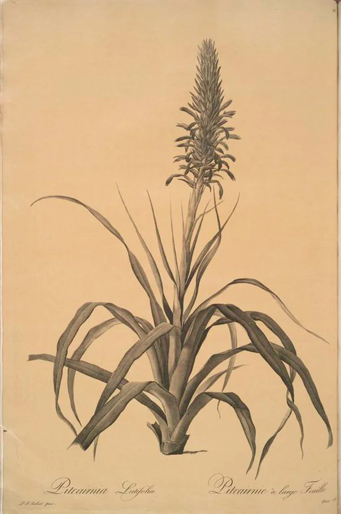 An illustration from Les liliacées, 1805, leaf 76