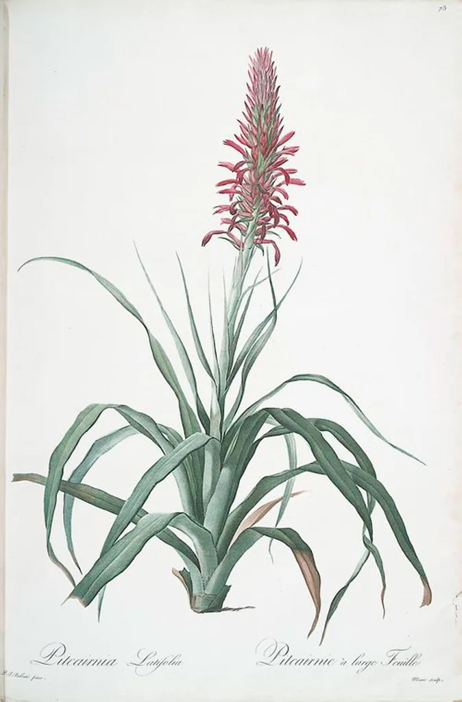 An illustration from Les liliacées, 1805, leaf 76