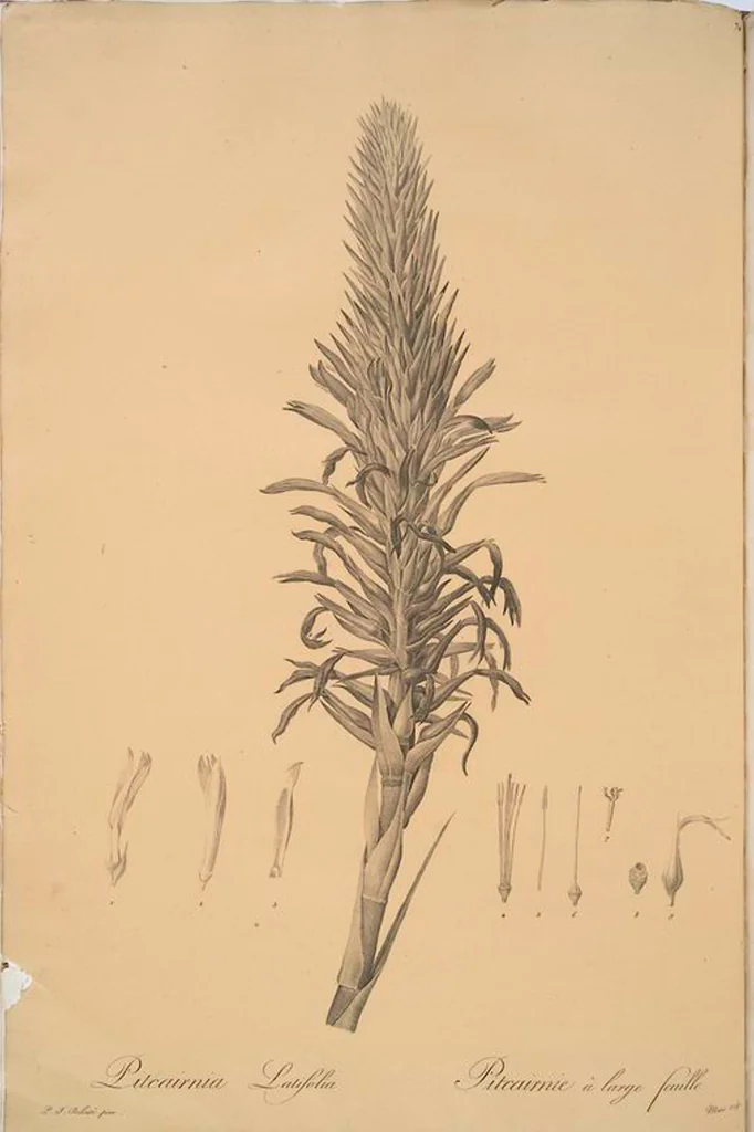 An illustration from Les liliacées, 1805, leaf 77