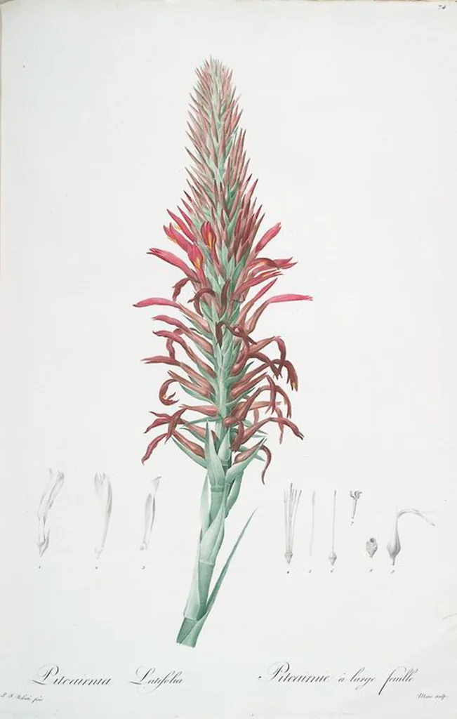 An illustration from Les liliacées, 1805, leaf 77