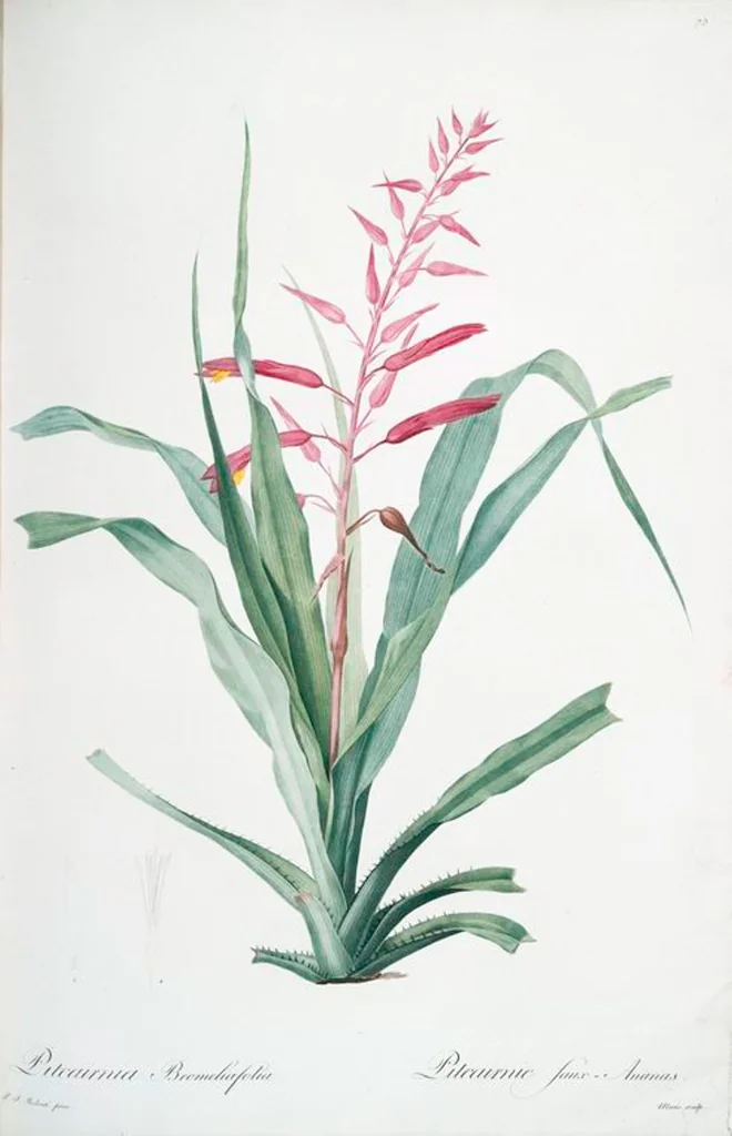 An illustration from Les liliacées, 1805, leaf 78