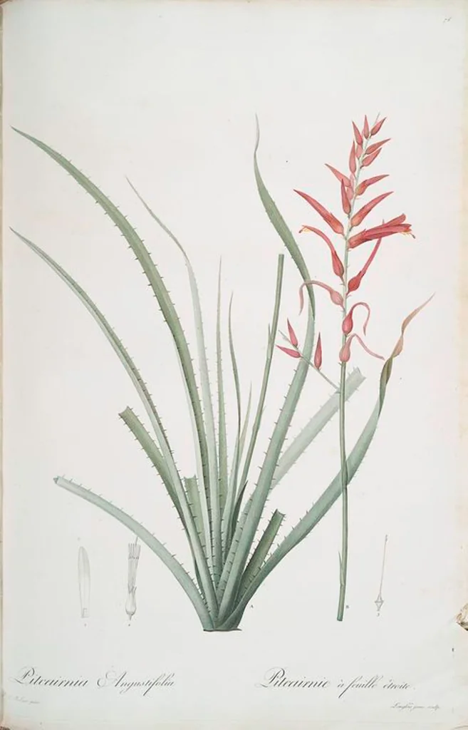 An illustration from Les liliacées, 1805, leaf 79