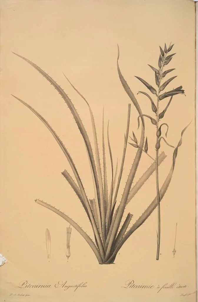 An illustration from Les liliacées, 1805, leaf 79