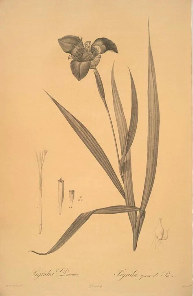 An illustration from Les liliacées, 1805, leaf 8