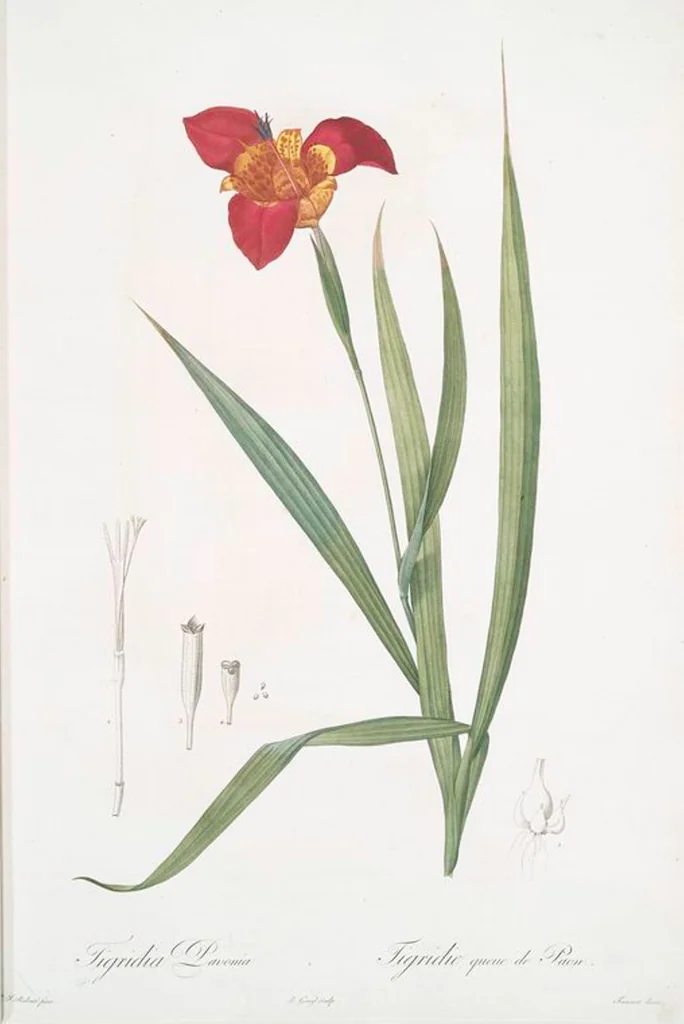 An illustration from Les liliacées, 1805, leaf 8