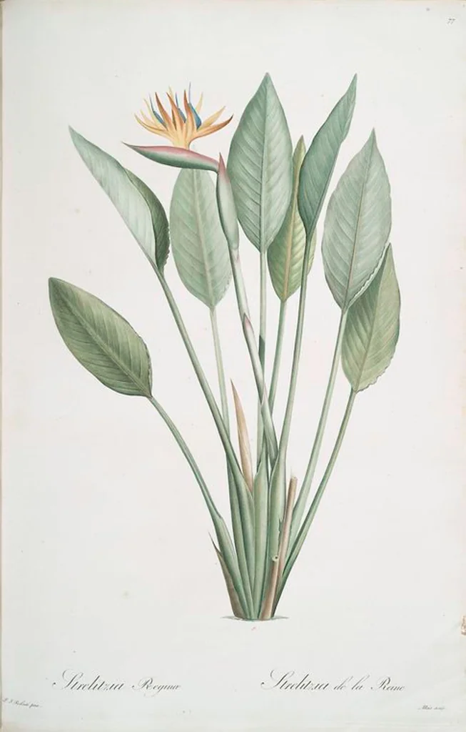 An illustration from Les liliacées, 1805, leaf 80