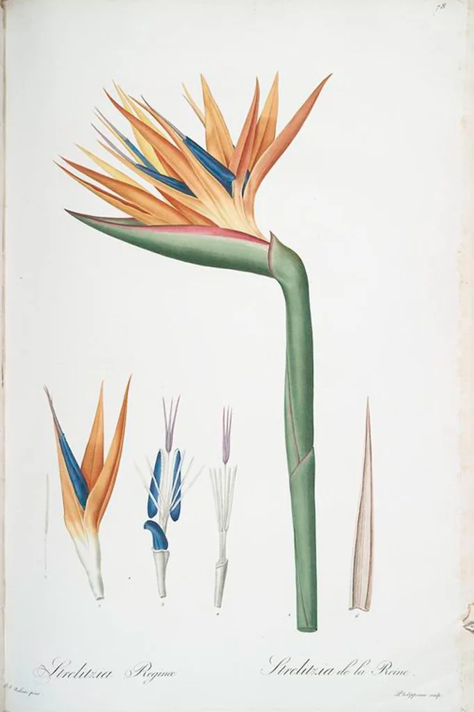 An illustration from Les liliacées, 1805, leaf 81