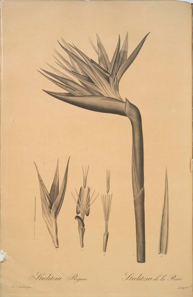 An illustration from Les liliacées, 1805, leaf 81