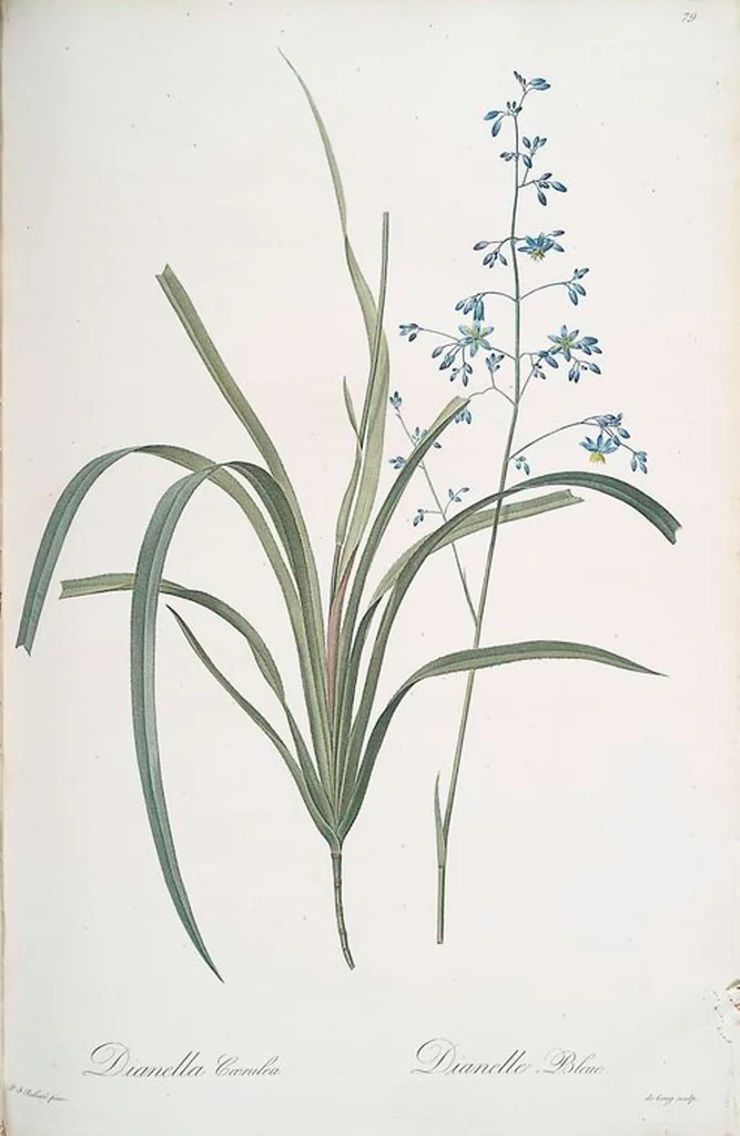An illustration from Les liliacées, 1805, leaf 82