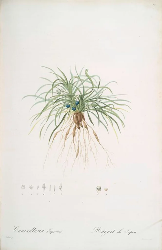 An illustration from Les liliacées, 1805, leaf 83