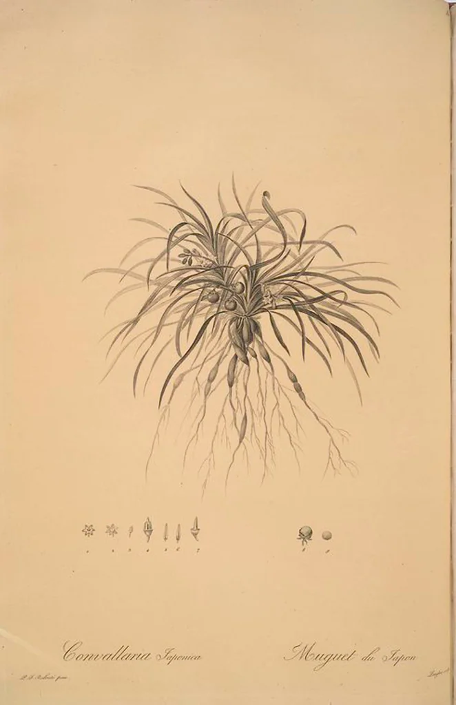 An illustration from Les liliacées, 1805, leaf 83