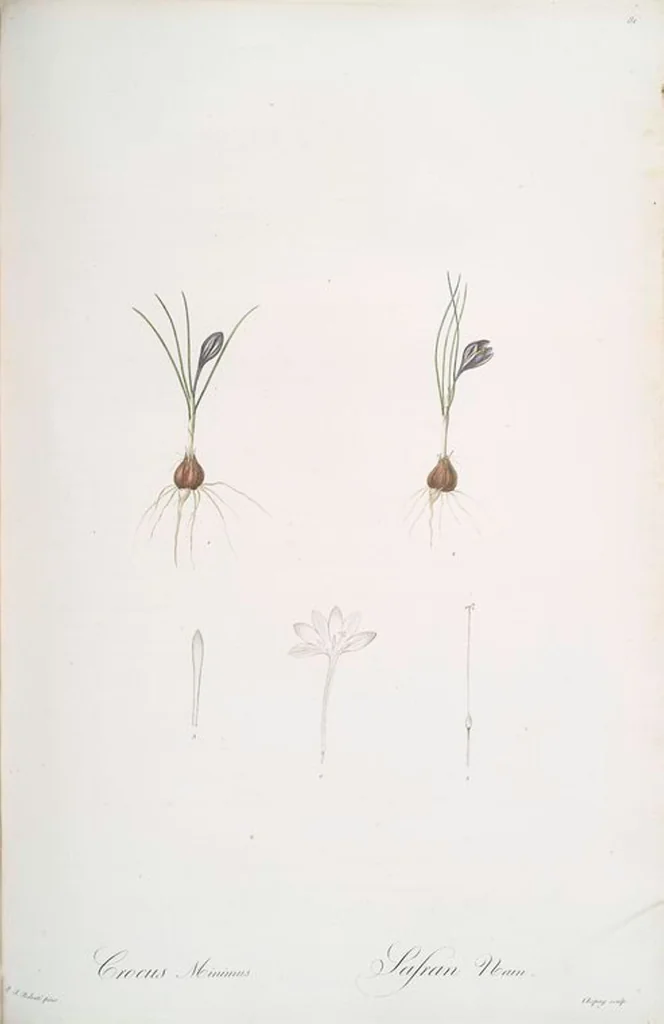 An illustration from Les liliacées, 1805, leaf 84