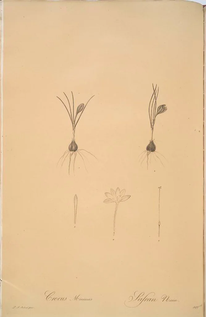 An illustration from Les liliacées, 1805, leaf 84