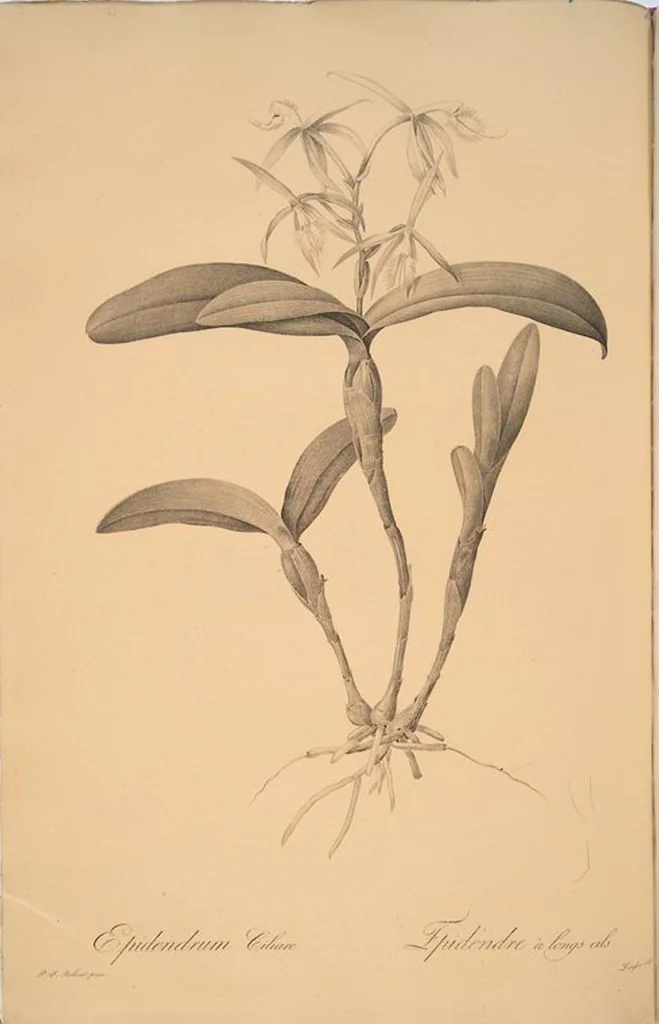 An illustration from Les liliacées, 1805, leaf 85