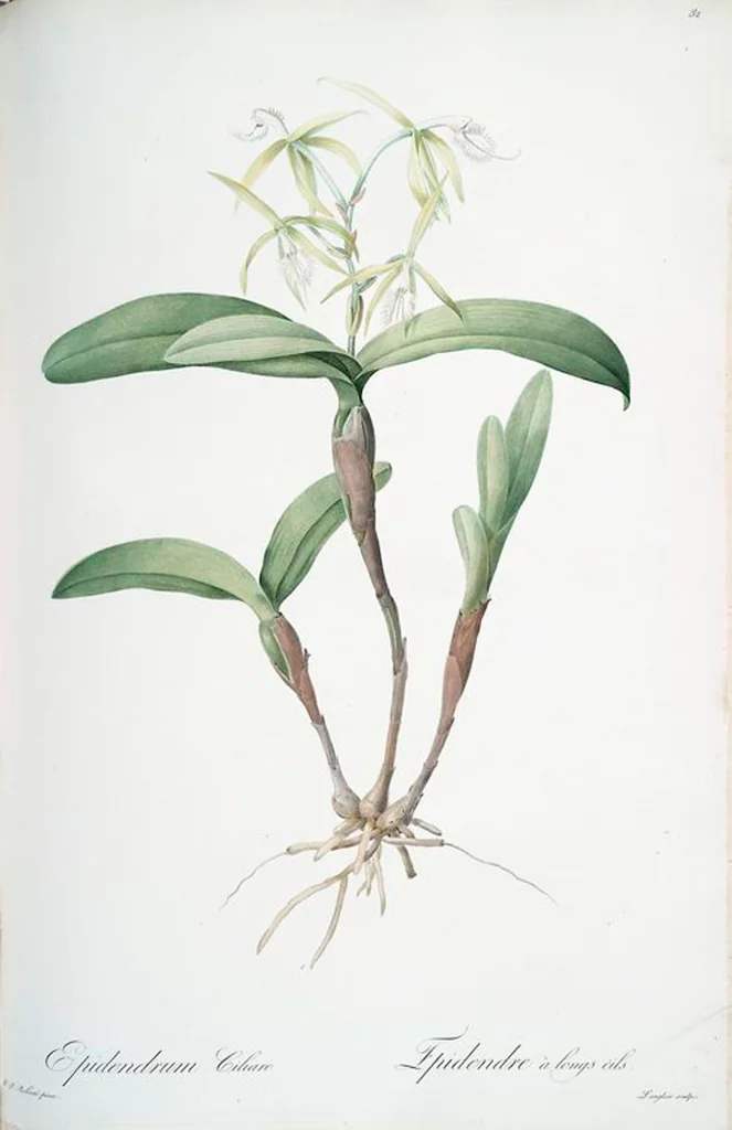 An illustration from Les liliacées, 1805, leaf 85