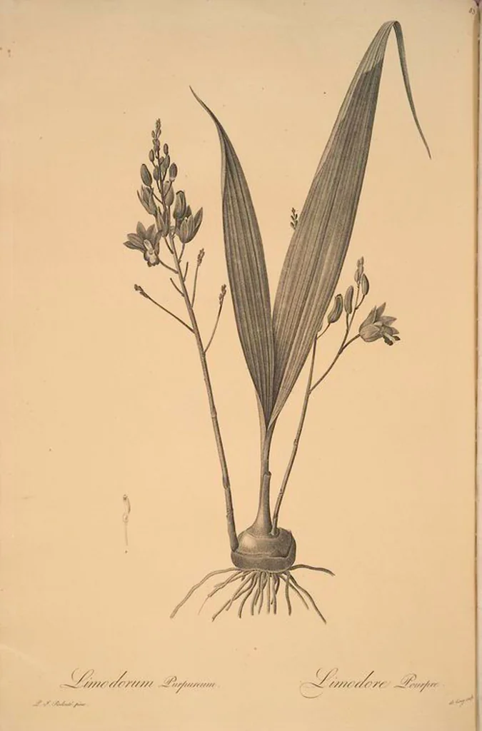 An illustration from Les liliacées, 1805, leaf 86