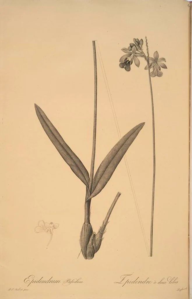 An illustration from Les liliacées, 1805, leaf 87