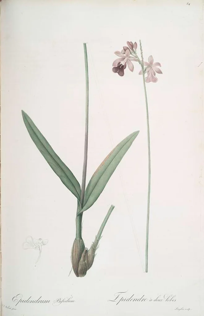 An illustration from Les liliacées, 1805, leaf 87