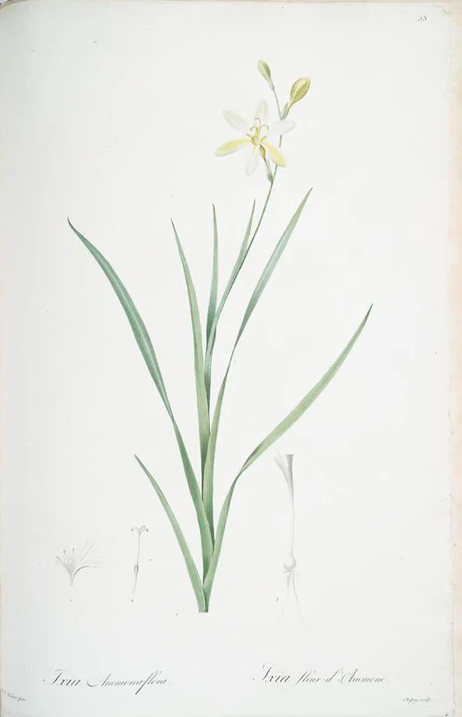 An illustration from Les liliacées, 1805, leaf 88