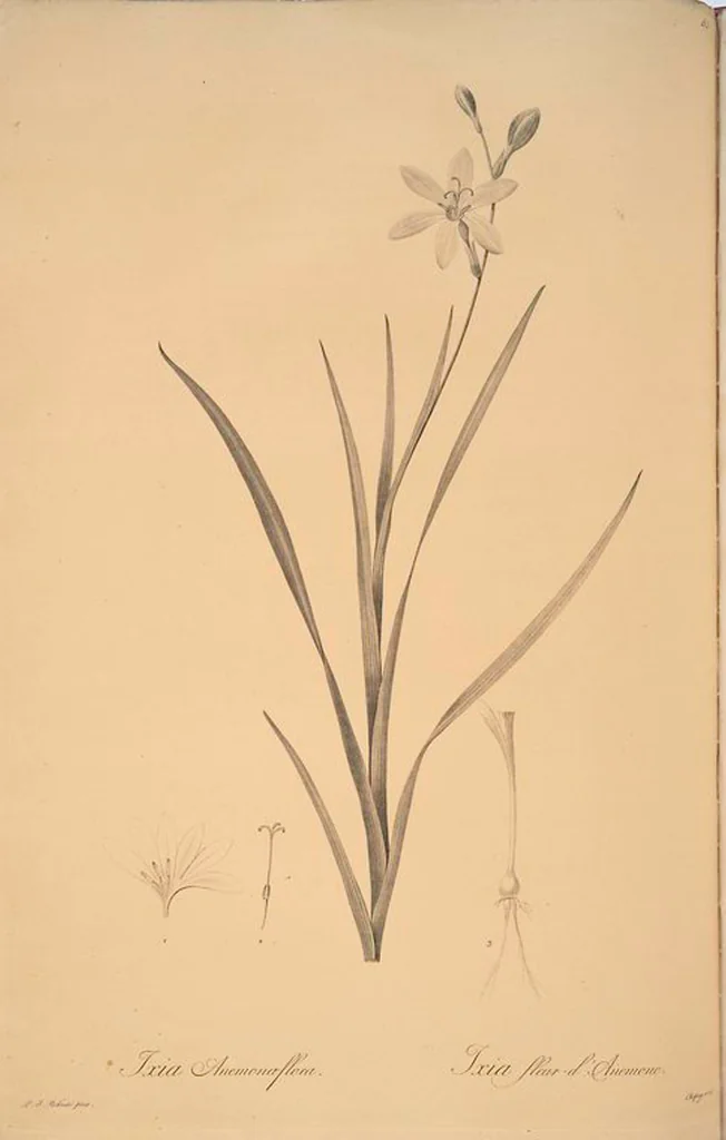 An illustration from Les liliacées, 1805, leaf 88