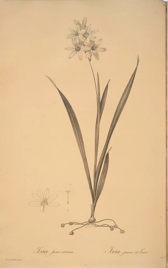 An illustration from Les liliacées, 1805, leaf 89