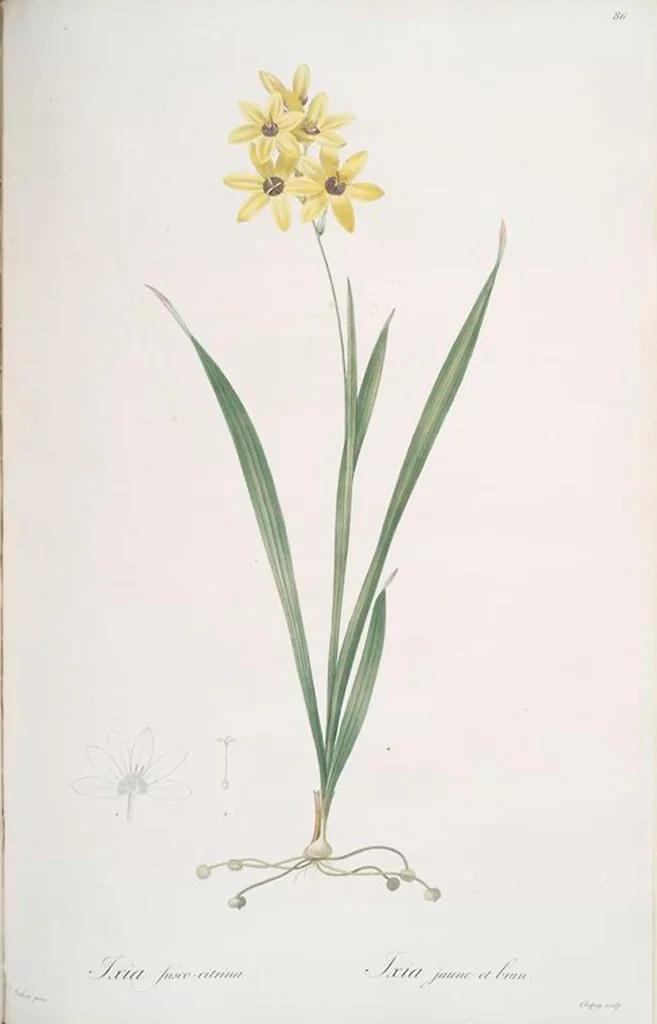 An illustration from Les liliacées, 1805, leaf 89
