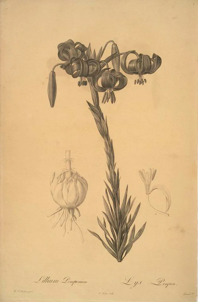 An illustration from Les liliacées, 1805, leaf 9