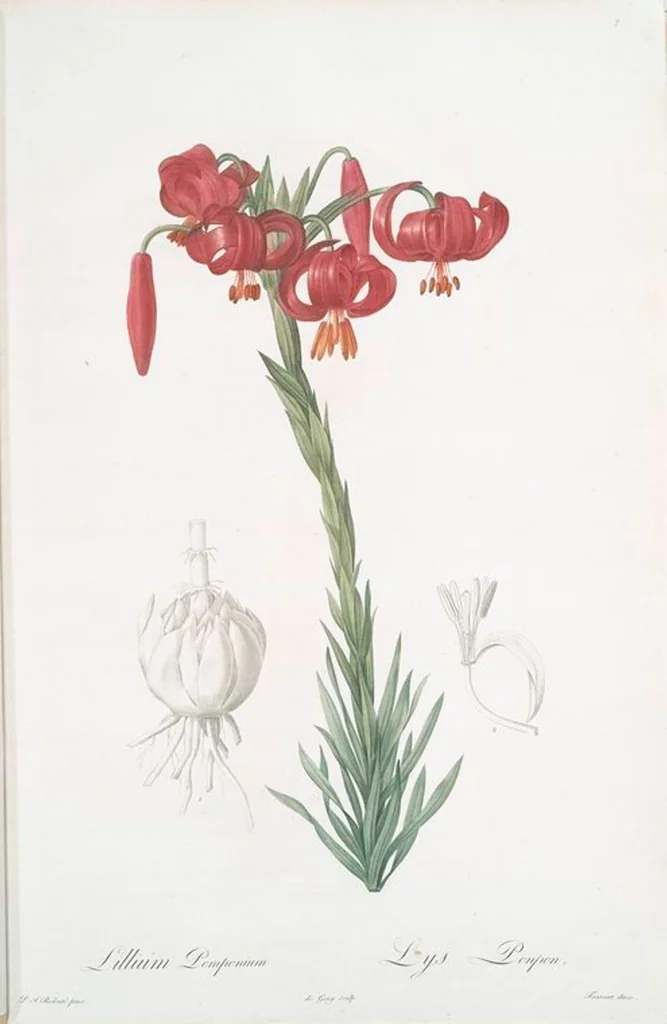 An illustration from Les liliacées, 1805, leaf 9