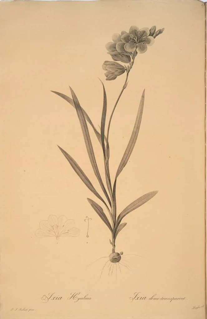 An illustration from Les liliacées, 1805, leaf 90