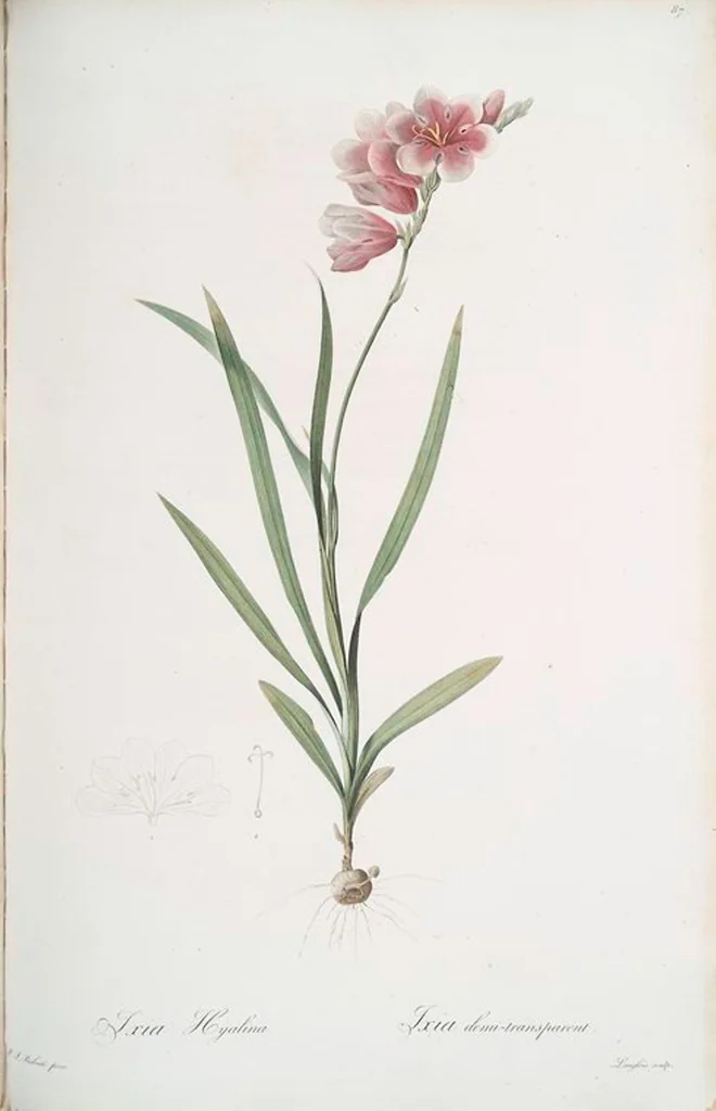 An illustration from Les liliacées, 1805, leaf 90