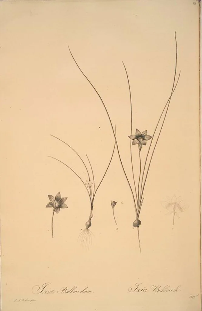 An illustration from Les liliacées, 1805, leaf 91