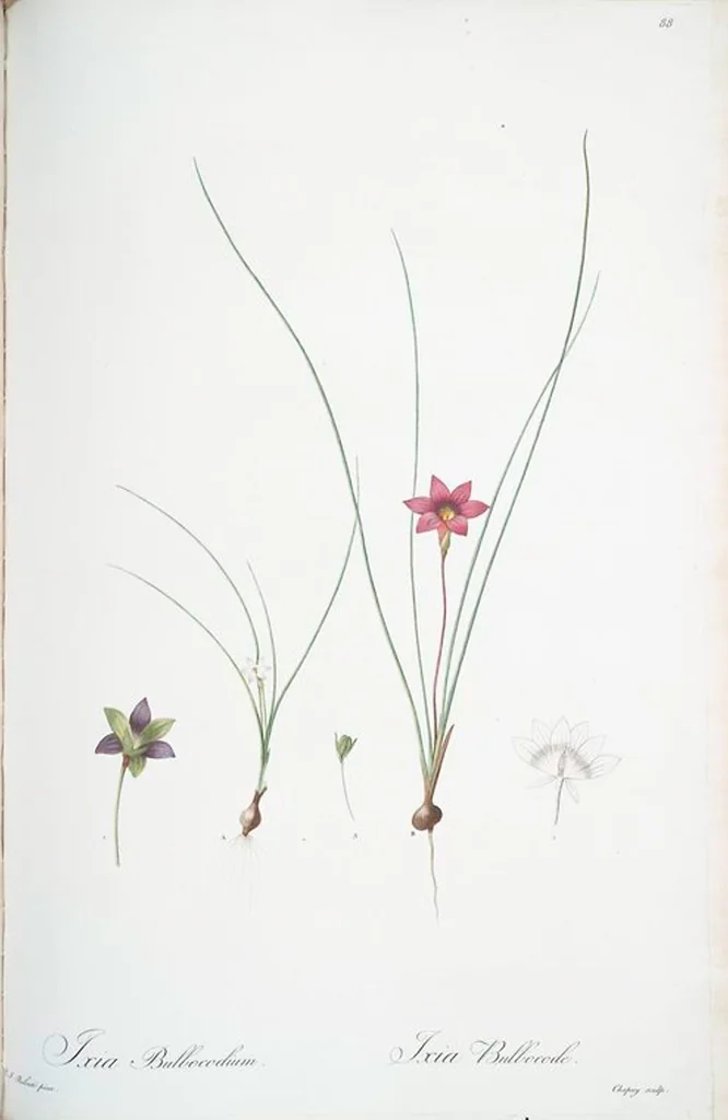 An illustration from Les liliacées, 1805, leaf 91