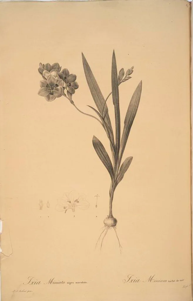 An illustration from Les liliacées, 1805, leaf 92