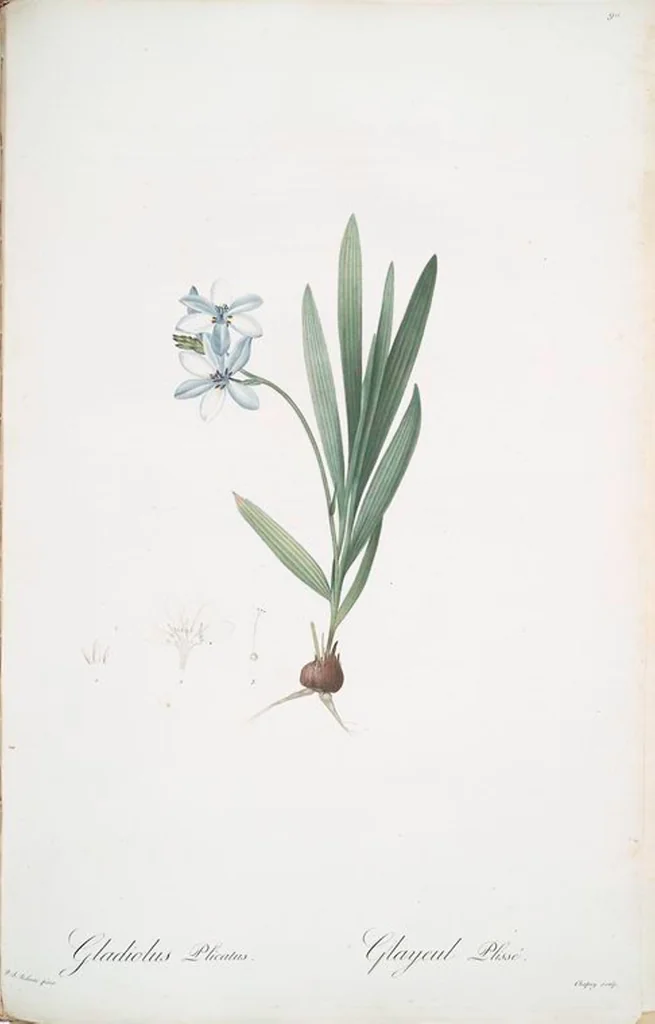An illustration from Les liliacées, 1805, leaf 93