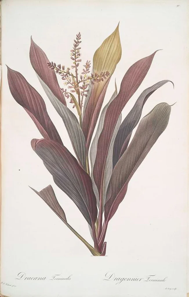 An illustration from Les liliacées, 1805, leaf 94