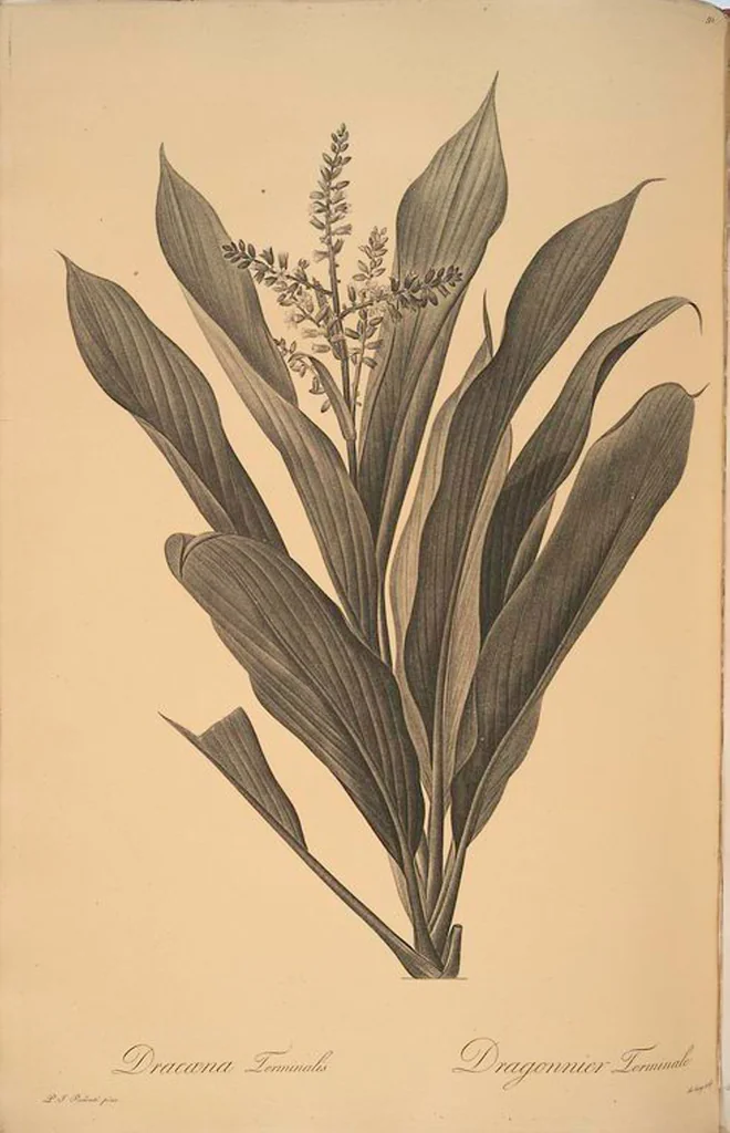 An illustration from Les liliacées, 1805, leaf 94